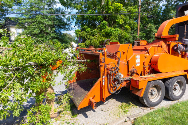 Residential Tree Removal in Newport News, VA